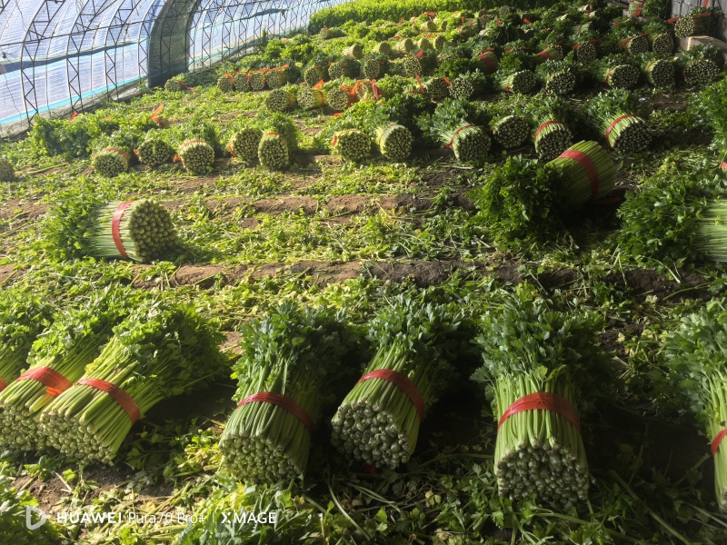 精品西芹大量上市对接电商市场商超一手货源