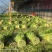 精品西芹大量上市对接电商市场商超一手货源