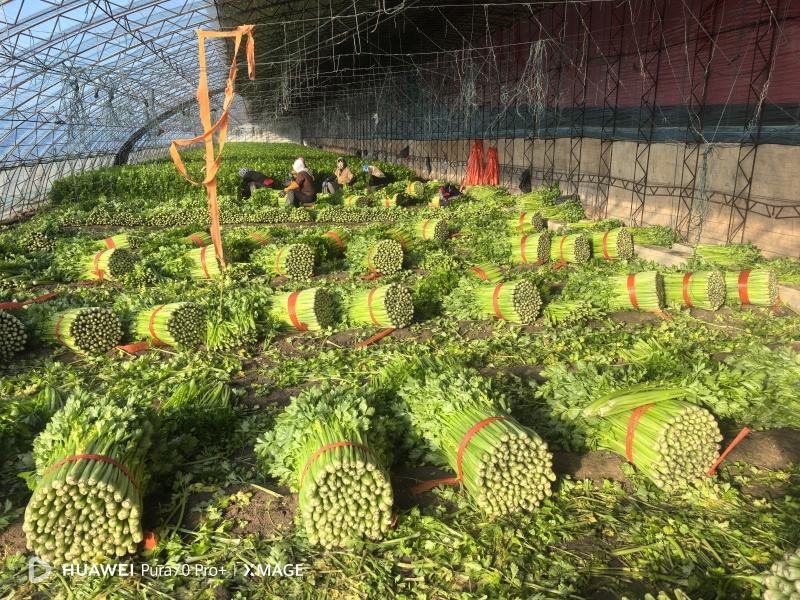 精品西芹大量上市对接电商市场商超一手货源
