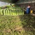 精品西芹大量上市对接电商市场商超一手货源