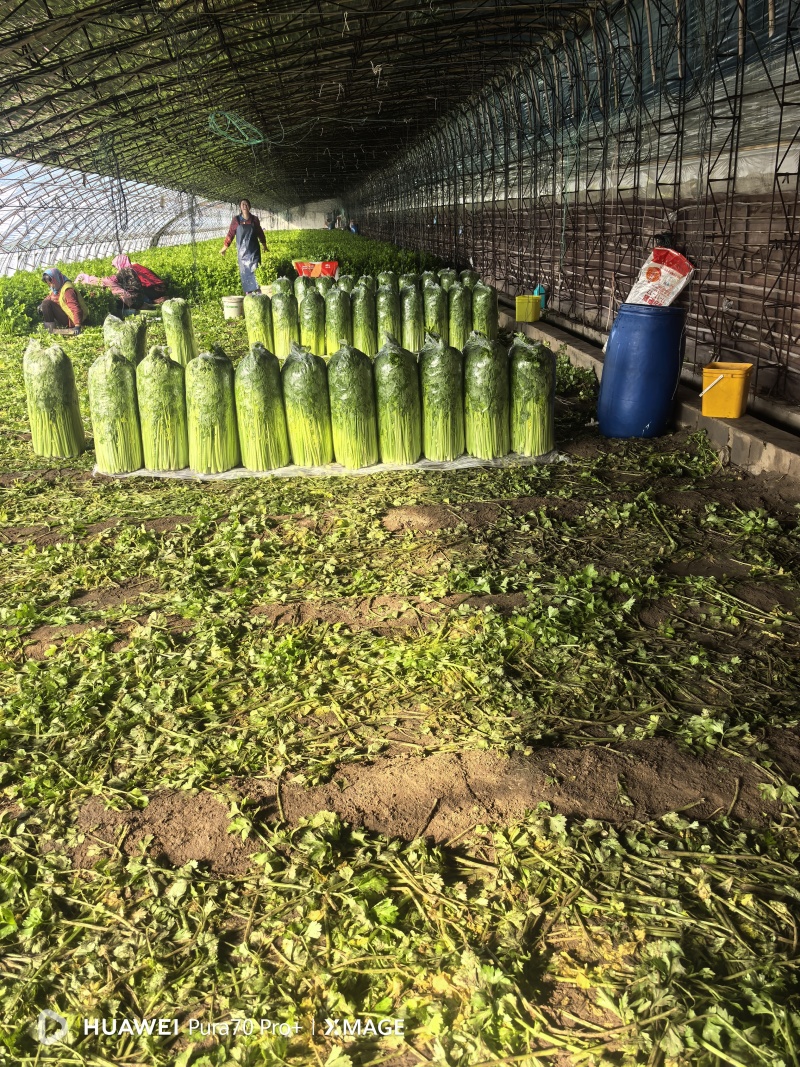 精品西芹大量上市对接电商市场商超一手货源