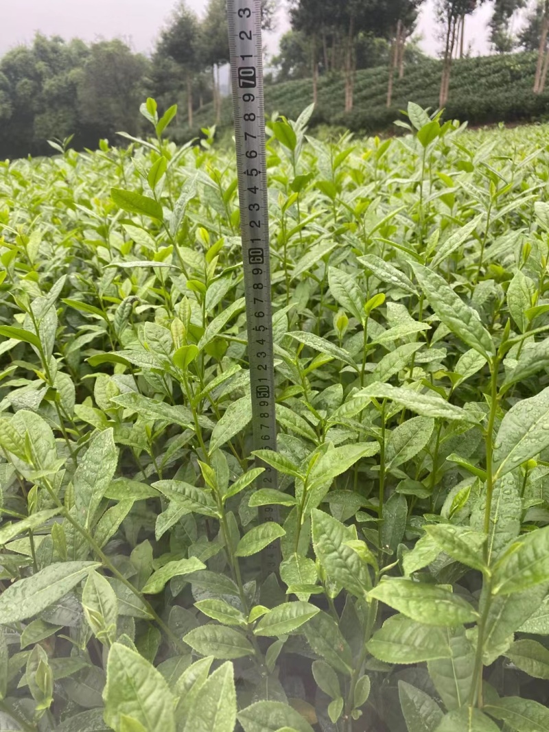 自家优质茶苗亏本甩卖，腾地处理