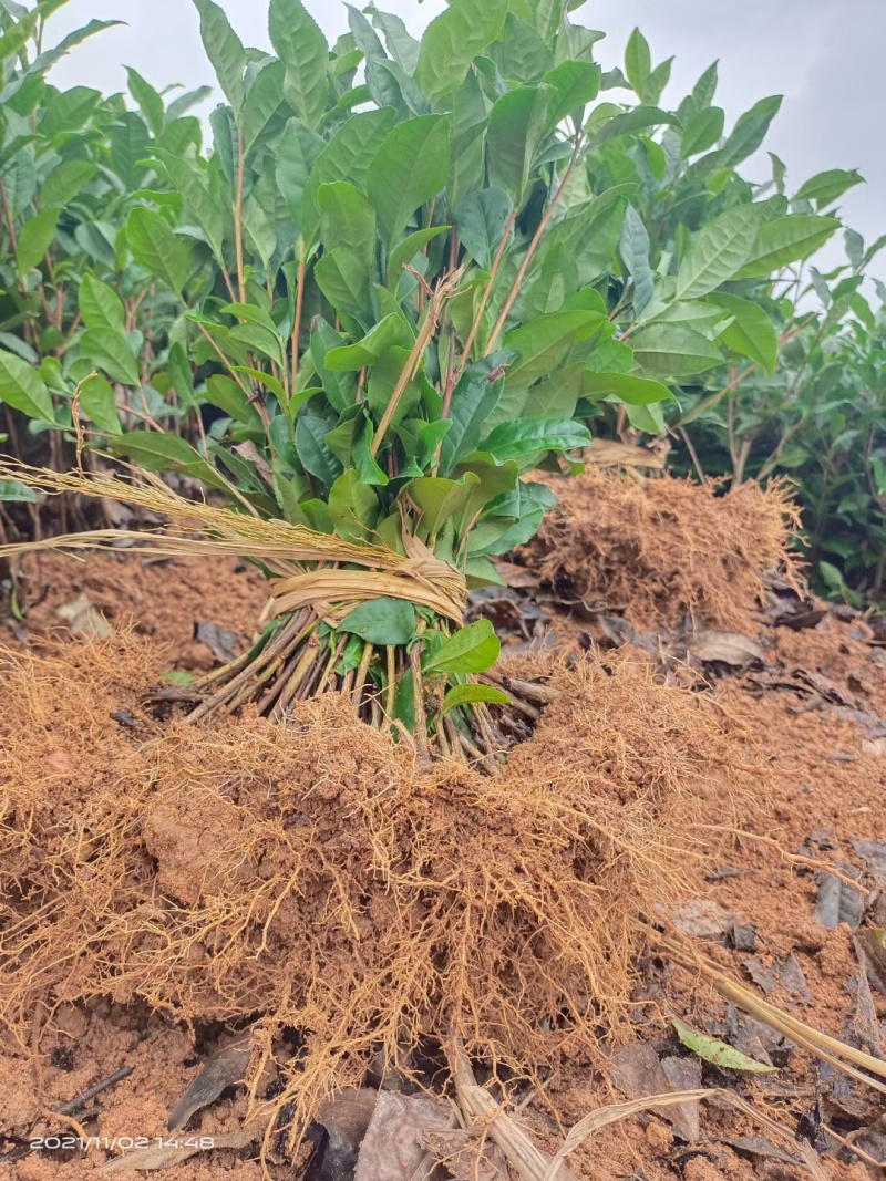 自家优质茶苗亏本甩卖，腾地处理