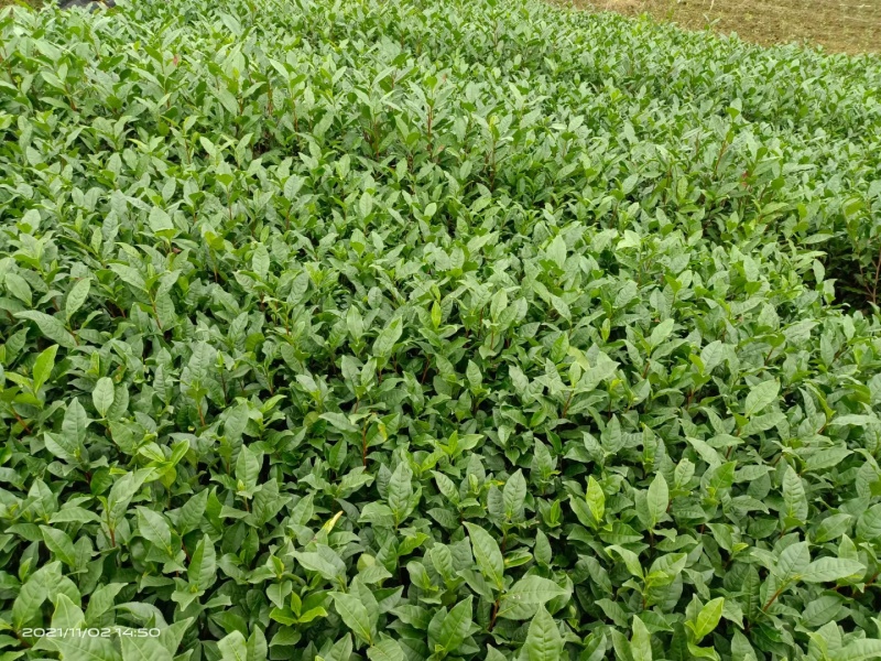 自家优质茶苗亏本甩卖，腾地处理