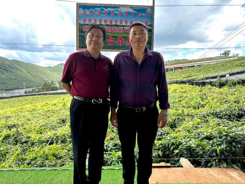 云南泸西金果榄苗自家种植育苗基地包品质提供种植技术指导