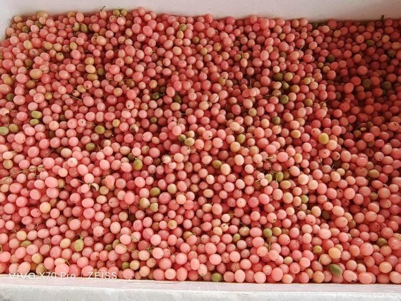 云南泸西金果榄苗自家种植育苗基地包品质提供种植技术指导