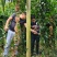 云南泸西金果榄苗自家种植育苗基地包品质提供种植技术指导