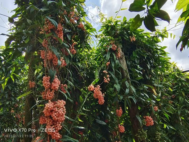 云南泸西金果榄苗自家种植育苗基地包品质提供种植技术指导