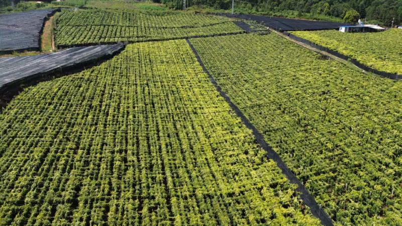 云南泸西金果榄苗自家种植育苗基地包品质提供种植技术指导