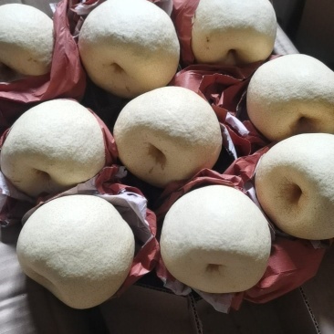 陕西渭南蒲城酥梨大量有现货，皮薄脆甜，细砂无渣，