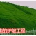 高羊茅种子草坪种子四季常青草坪种子耐寒免修剪耐践踏