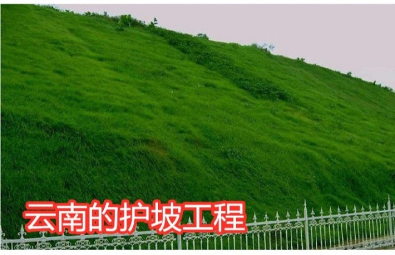 高羊茅种子草坪种子四季常青草坪种子耐寒免修剪耐践踏