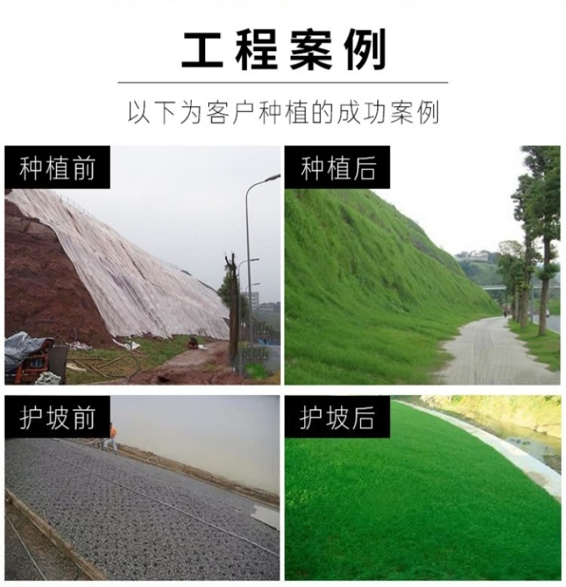 高羊茅种子草坪种子四季常青草坪种子耐寒免修剪耐践踏