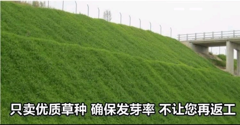 高羊茅种子草坪种子四季常青草坪种子耐寒免修剪耐践踏