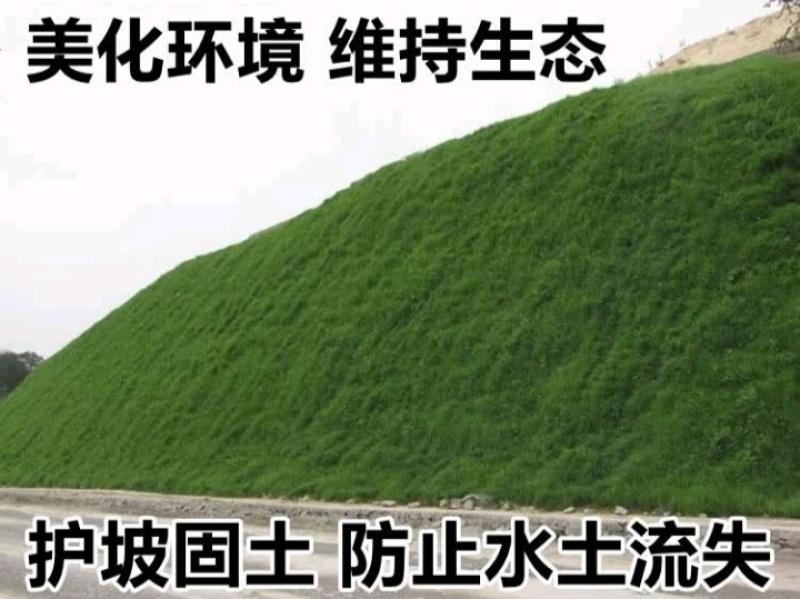 高羊茅种子草坪种子四季常青草坪种子耐寒免修剪耐践踏