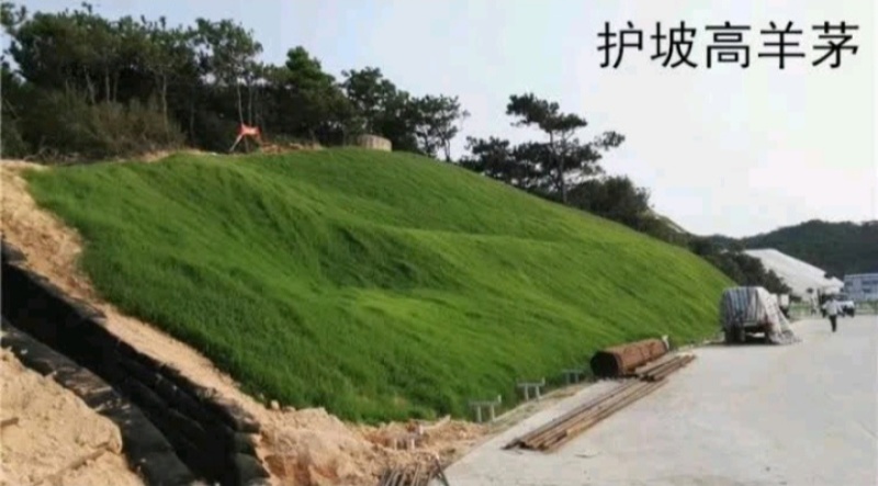 高羊茅种子草坪种子四季常青草坪种子耐寒免修剪耐践踏