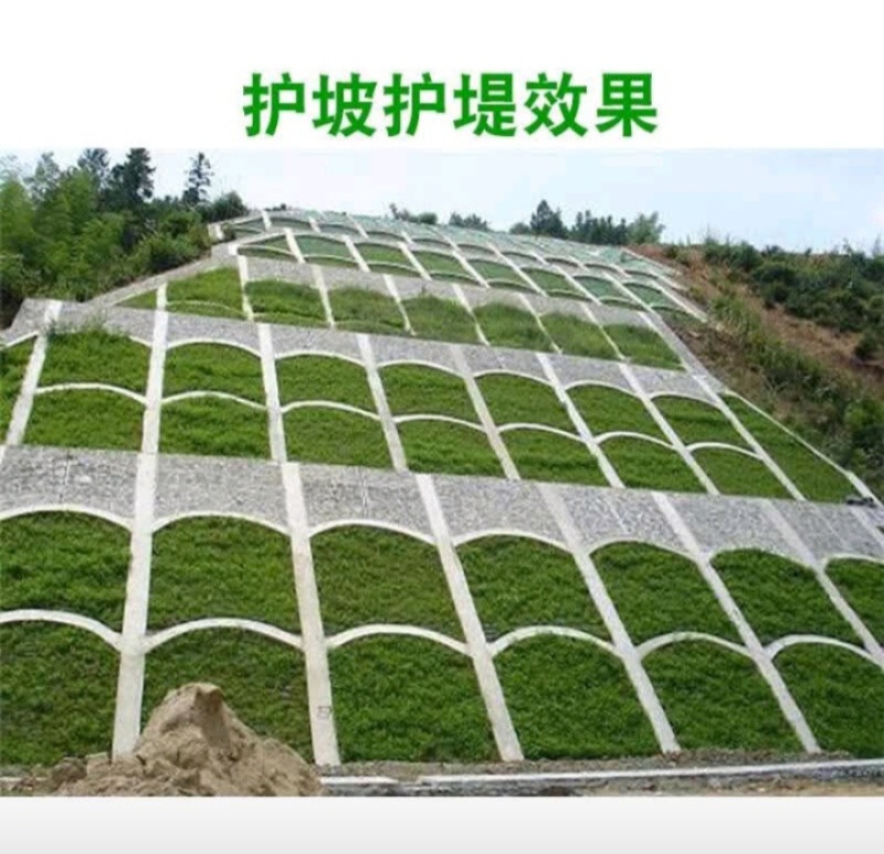 高羊茅种子草坪种子四季常青草坪种子耐寒免修剪耐践踏