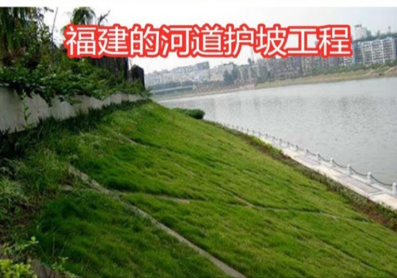 高羊茅种子草坪种子四季常青草坪种子耐寒免修剪耐践踏