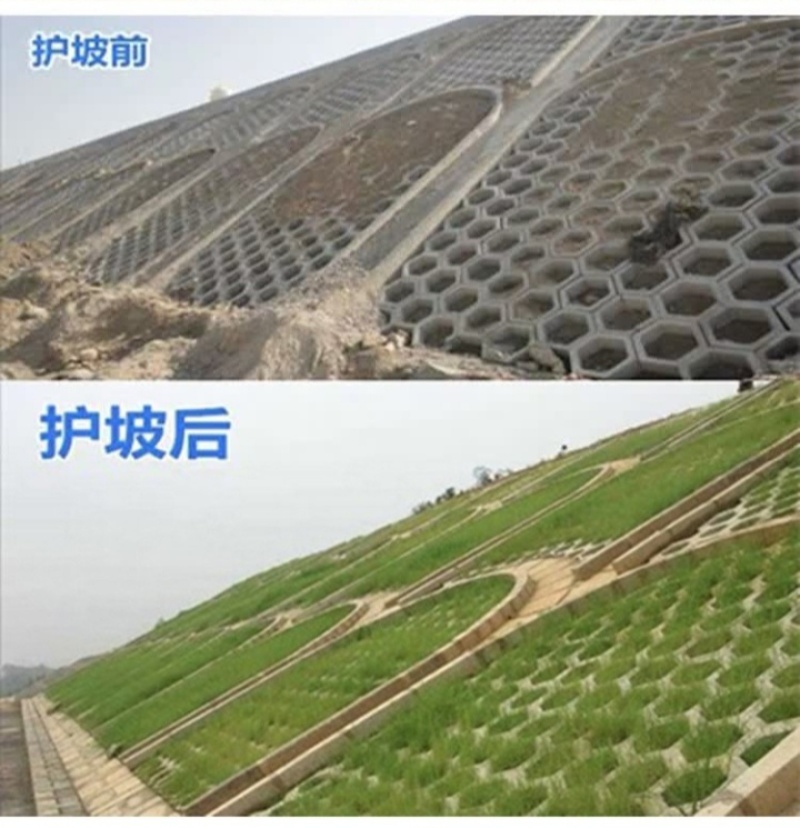 高羊茅种子草坪种子四季常青草坪种子耐寒免修剪耐践踏