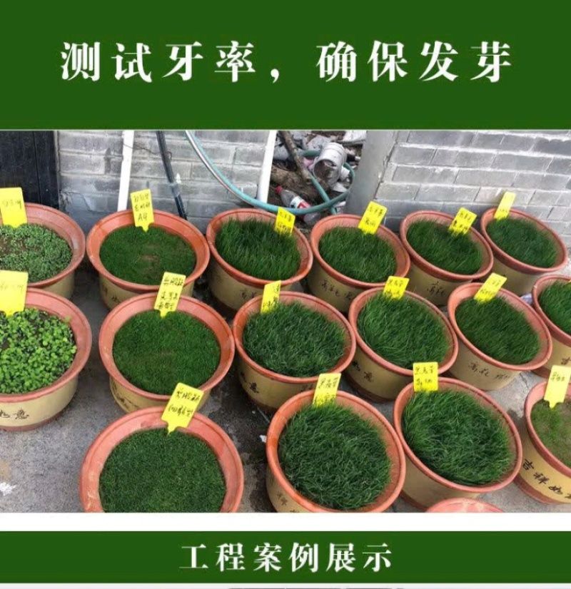 高羊茅种子草坪种子四季常青草坪种子耐寒免修剪耐践踏