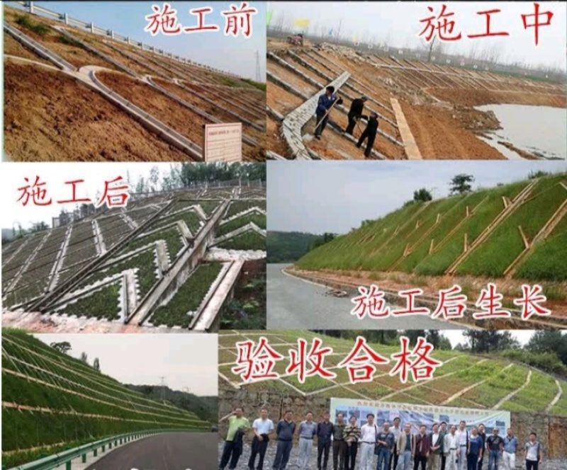 高羊茅种子草坪种子四季常青草坪种子耐寒免修剪耐践踏