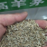 高羊茅种子草坪种子四季常青草坪种子耐寒免修剪耐践踏