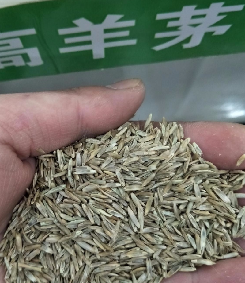 高羊茅种子草坪种子四季常青草坪种子耐寒免修剪耐践踏
