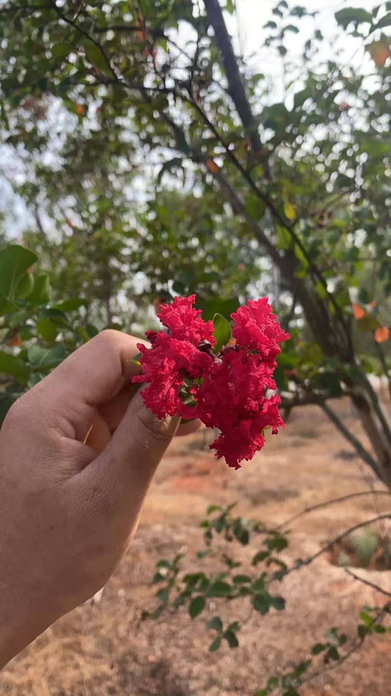 美国火箭红紫薇6-8-10公分粗
