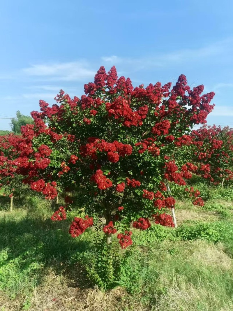 美国火箭红紫薇6-8-10公分粗