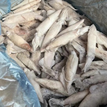 单冻海兔笔管人工籽批发海兔子满籽墨鱼仔新鲜海兔鲜活带籽笔