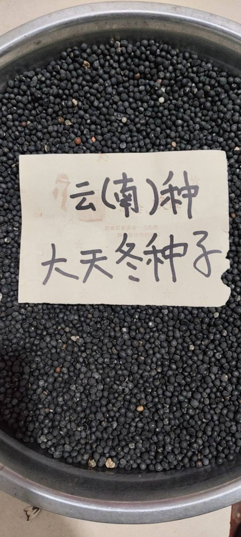 云南大天冬种子，品种纯正，发芽率95%，对接全国