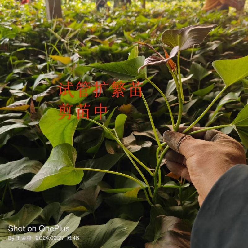 脱毒原种商薯19，凉晒苗保成活率一手货源，基地供苗