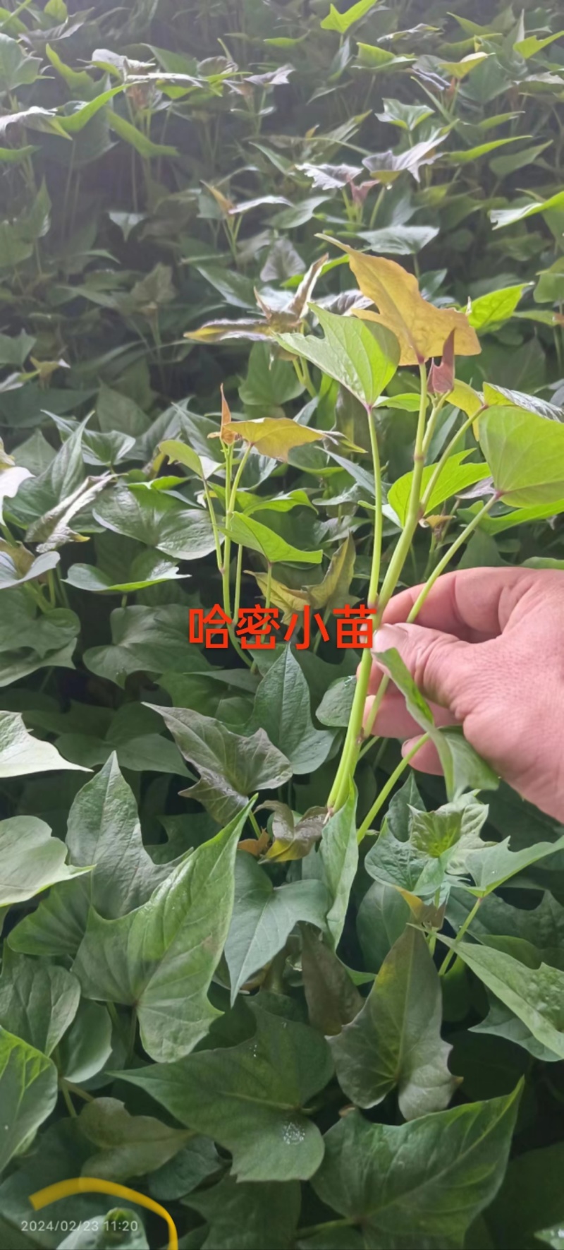 脱毒原种商薯19，凉晒苗保成活率一手货源，基地供苗