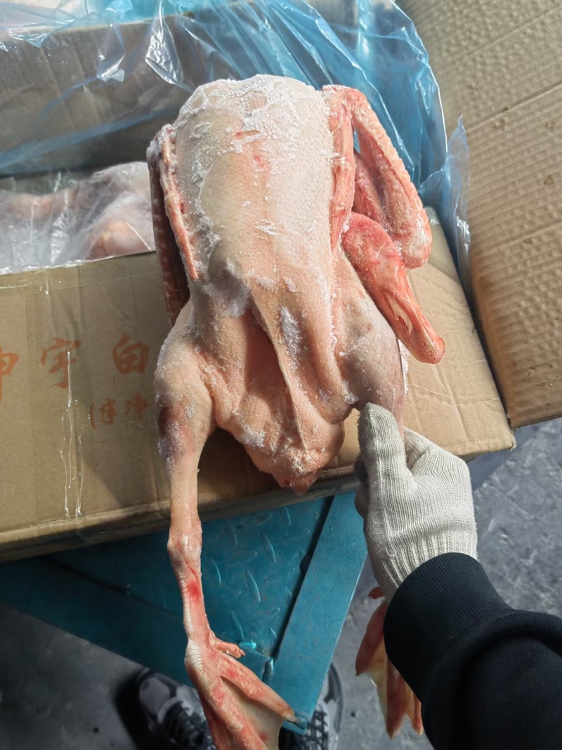 老鹅，公鹅，仔鹅，中龄鹅，去油肺，纯干货，一件可发
