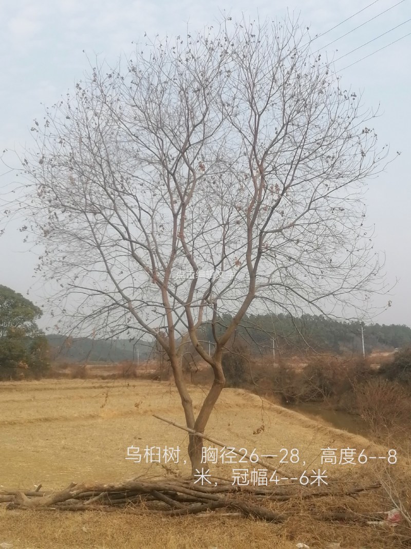 原生苗乌桕树
