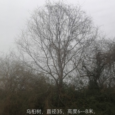 原生苗乌桕树