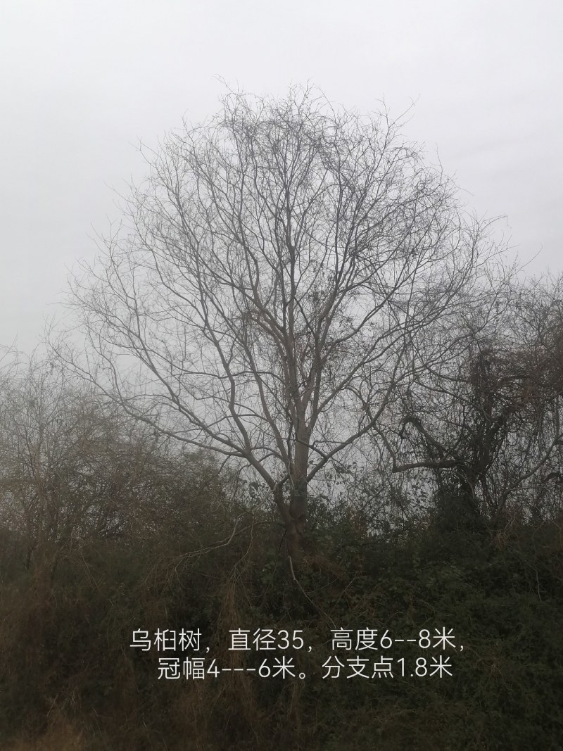 原生苗乌桕树