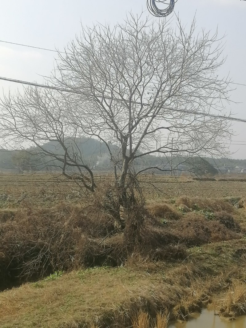 原生苗乌桕树