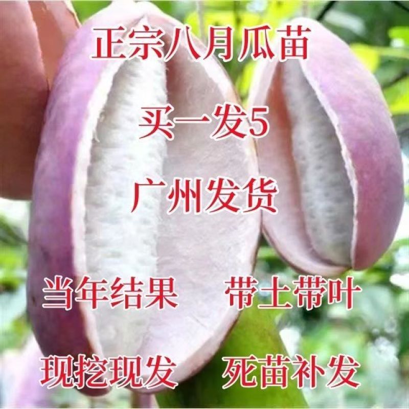 正宗花园种植物《八月瓜》南北方均可种植旡籽盆栽地栽紫果