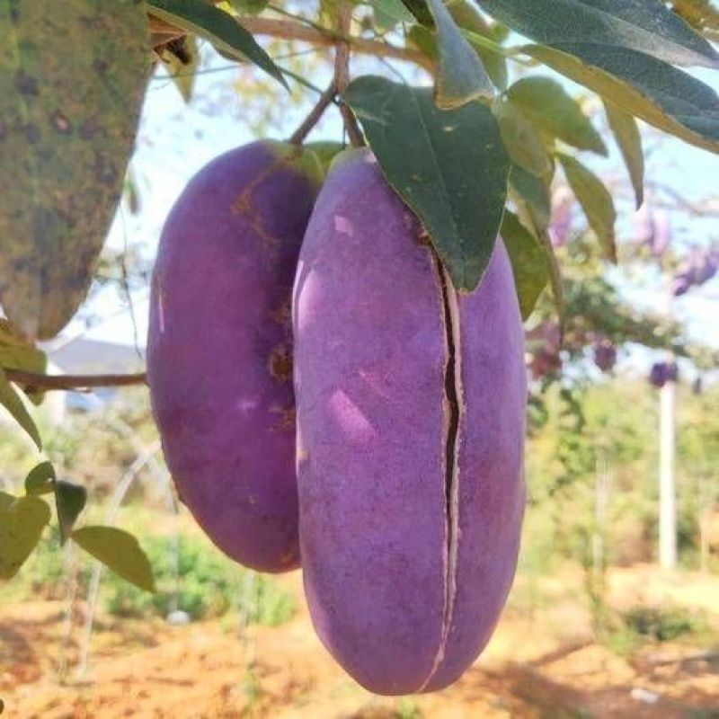 正宗花园种植物《八月瓜》南北方均可种植旡籽盆栽地栽紫果