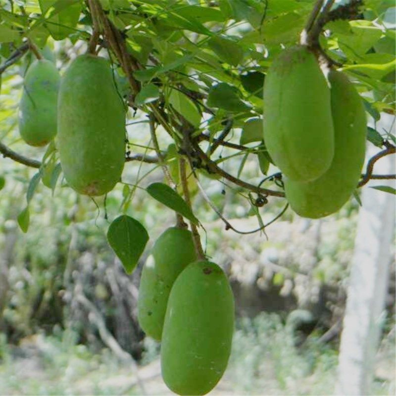 正宗花园种植物《八月瓜》南北方均可种植旡籽盆栽地栽紫果