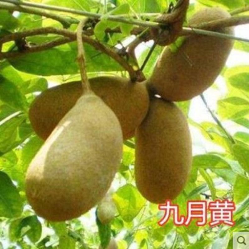 正宗花园种植物《八月瓜》南北方均可种植旡籽盆栽地栽紫果