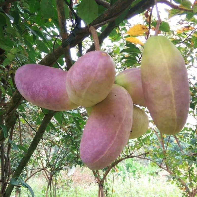 正宗花园种植物《八月瓜》南北方均可种植旡籽盆栽地栽紫果