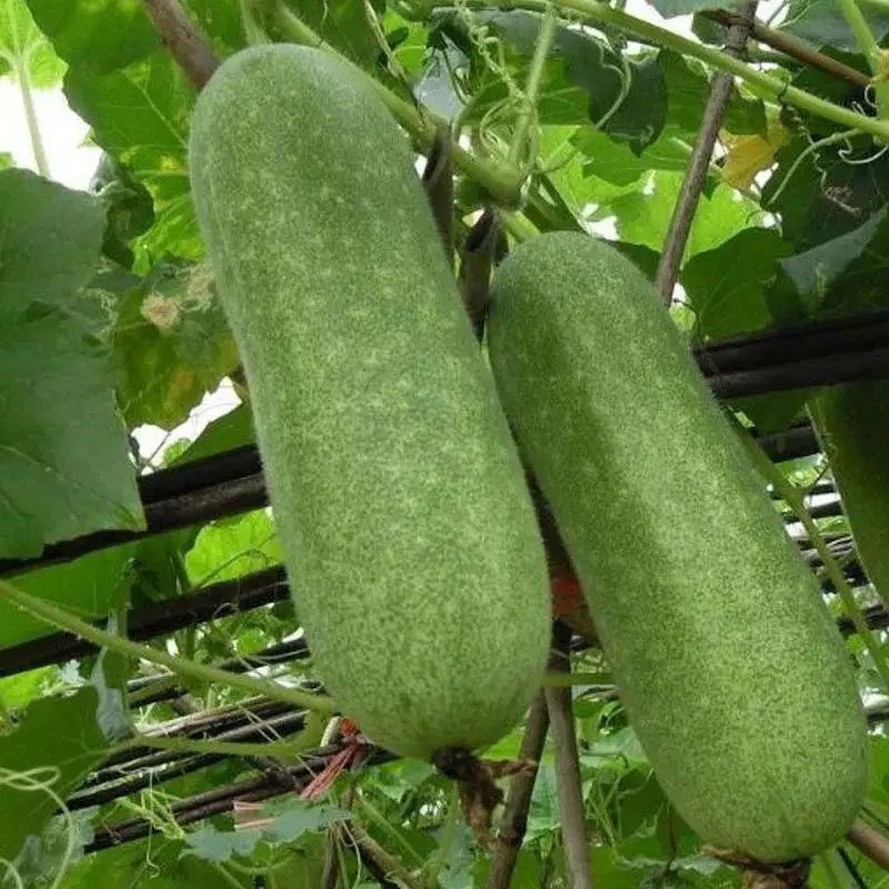 宝玉翠秀冬瓜种籽粉皮节瓜种子抗病耐热早熟农家春秋季播蔬菜