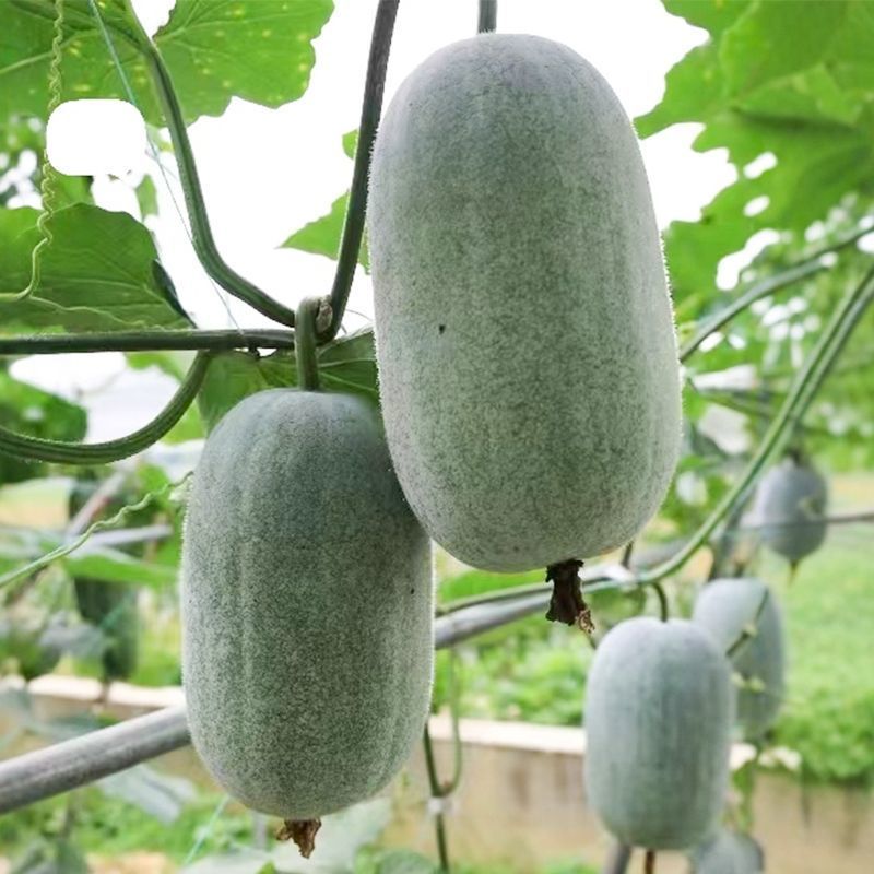 宝玉翠秀冬瓜种籽粉皮节瓜种子抗病耐热早熟农家春秋季播蔬菜
