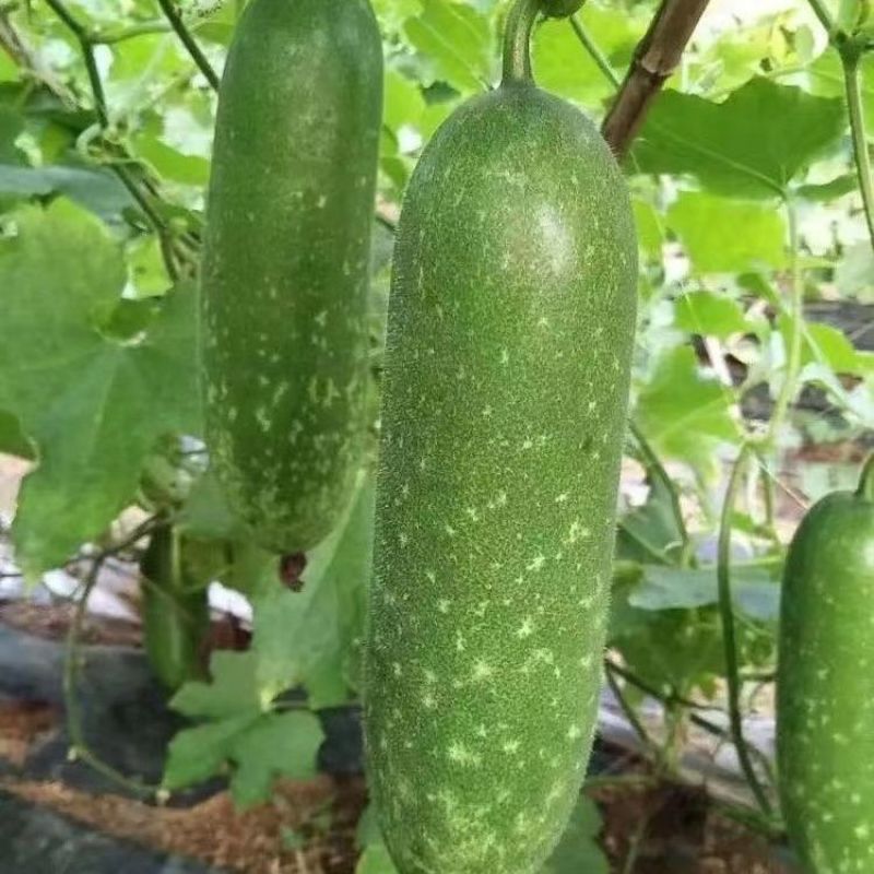 宝玉翠秀冬瓜种籽粉皮节瓜种子抗病耐热早熟农家春秋季播蔬菜