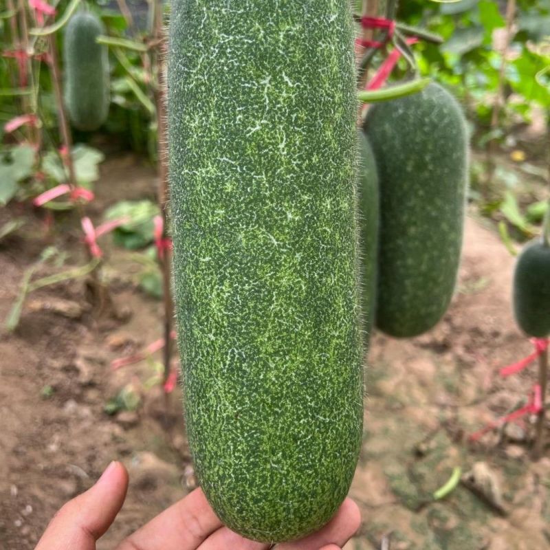 宝玉翠秀冬瓜种籽粉皮节瓜种子抗病耐热早熟农家春秋季播蔬菜
