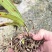 白芨种苗