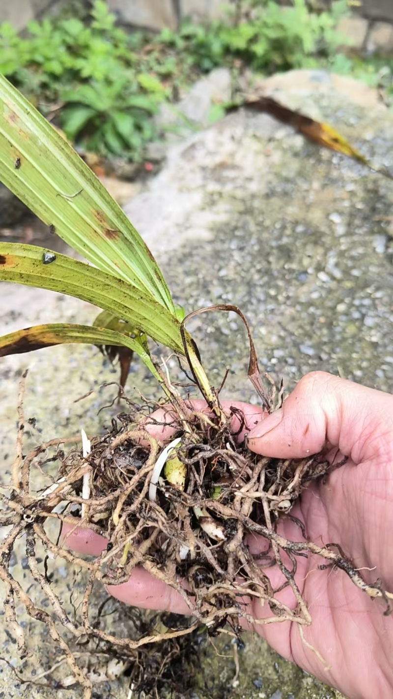 白芨种苗