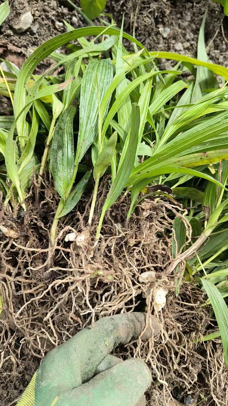 白芨种苗